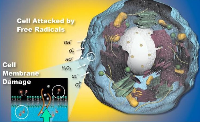 chain reaction of free radicals